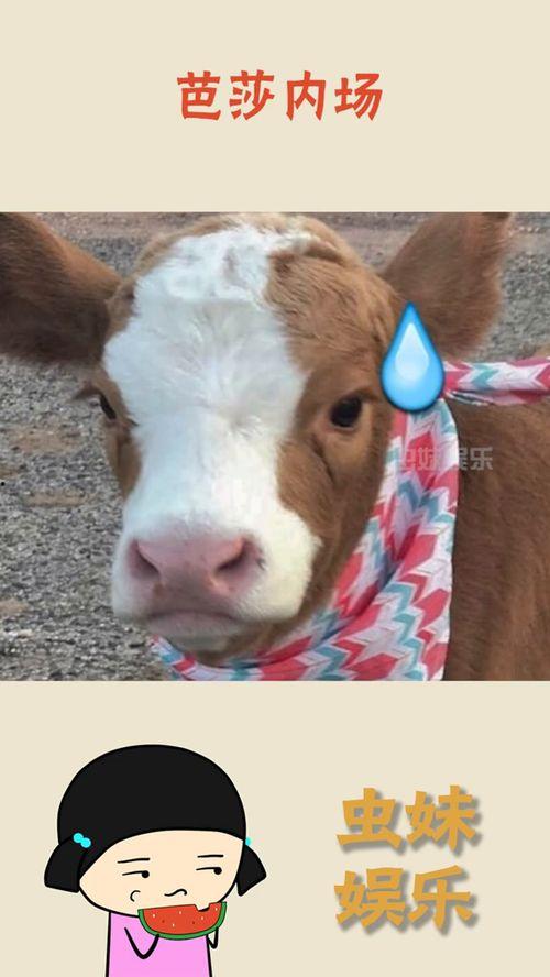 抖音娱乐吃瓜酱